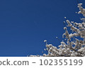 Cherry blossoms in full bloom and blue sky 102355199