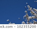 Cherry blossoms in full bloom and blue sky 102355200