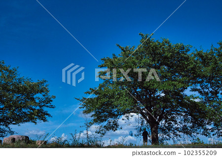 A boy catching bugs in a summer vacation park 102355209