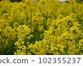 Canola flowers in full bloom　 102355237