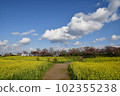 Rape flower field and cloud 102355238