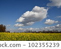 Rape flower field and cloud 102355239