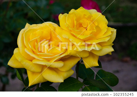 EOS5D.Yellow rose double in Hiroshima city. EOS5D.Yellow rose double in Hiroshima city. 102355245