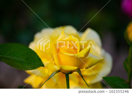 EOS5D. Hiroshima city, yellow rose, before and after double. EOS5D. Hiroshima city, yellow rose, before and after double. 102355246