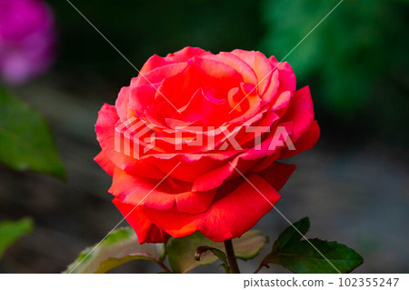 EOS5D. Hiroshima city, red or orange roses. 102355247