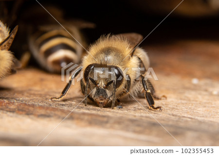 Japanese honey bee worker bee head 102355453