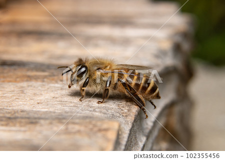 Japanese bee hive entrance facing left Japanese bee hive entrance facing left 102355456