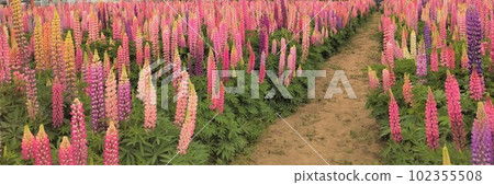 羽扇豆花園和單行道 羽扇豆花園和單行道 102355508
