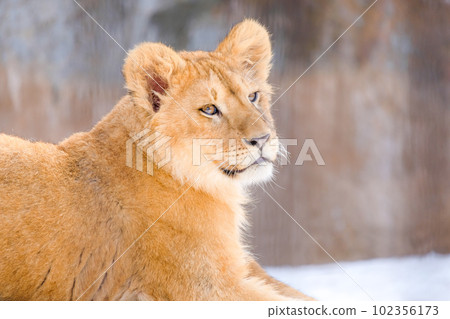 獅子的孩子 獅子的孩子 102356173