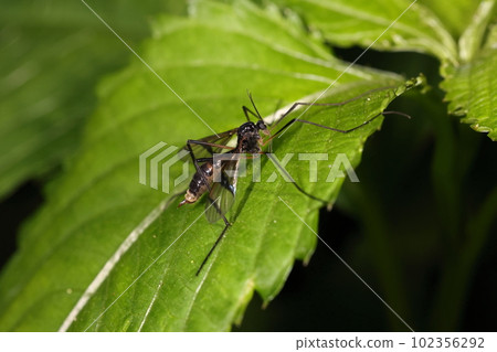 Creature, Insect, Koshibo-Gumbo, a slim body with a shiny black body. Disguised as a bee? 102356292
