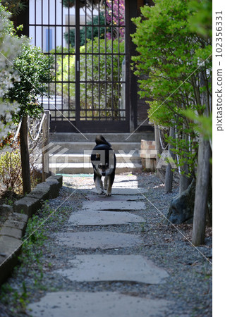 走在日式花園中的柴犬 走在日式花園中的柴犬 102356331