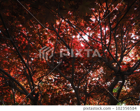 帶有鮮豔朱紅色葉子的野村楓樹 102356584