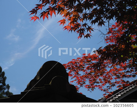 野村楓樹和瓦片屋頂與生動的朱紅色葉子 野村楓樹和瓦片屋頂與生動的朱紅色葉子 102356605
