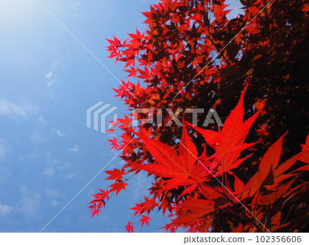 帶有鮮豔朱紅色葉子的野村楓樹 102356606