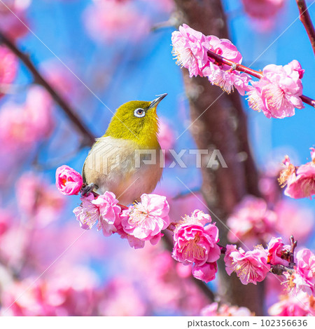 White-eye staring at plum blossoms White-eye staring at plum blossoms 102356636
