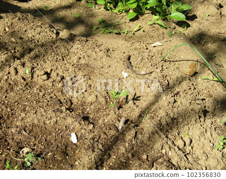 A cute intruder Kanaebi that appeared at the end A cute intruder Kanaebi that appeared at the end 102356830