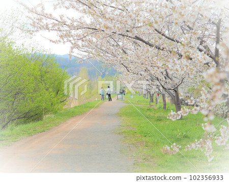 北海道絕景 餘市川櫻花樹 北海道絕景 餘市川櫻花樹 102356933