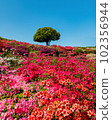Azaleas in full bloom at Utagaki Park 102356944