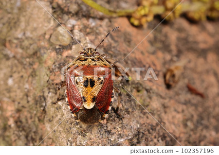 生物、昆蟲、臭蟲，具有獨特的圖案。夏天應該深一點，這是春天的顏色嗎？ 102357196
