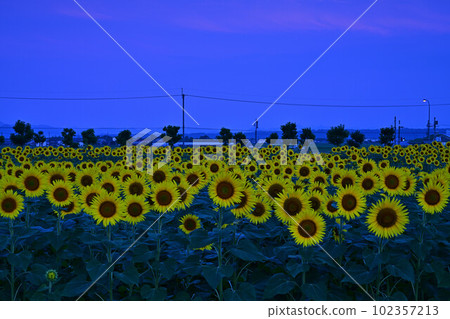 向日葵之丘公園的向日葵花田 102357213