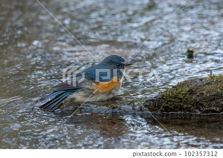 喜馬拉雅藍尾魚沐浴 102357312