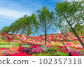 Azaleas in full bloom at Matsumoto Tsutsujien 102357318
