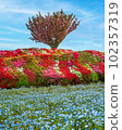 Azaleas, nemophila and cherry blossoms at Matsumoto Azalea Garden 102357319