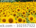 Sunflowers in full bloom at Yanagawa Sunflower Garden 102357322