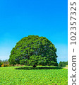 A tree in the blue sky with no name 102357325