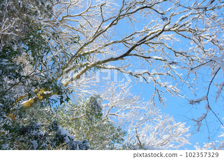 從下面看雪景 102357329