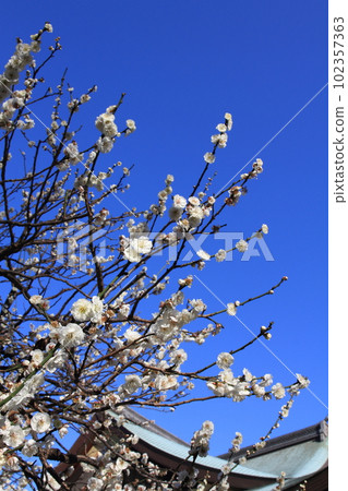 Blue sky and white plum 102357363