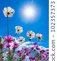 Cosmos lit by the sun in the blue sky 102357373