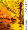 Golden ginkgo tree at Koheiji Temple 102357375