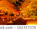Illuminated autumn leaves 102357376