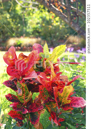 Garden croton Garden croton 102357511