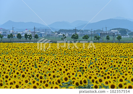 Sunflower field in Himawari no Oka Park Sunflower field in Himawari no Oka Park 102357554