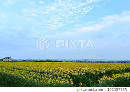 Sunflower field in Himawari no Oka Park 102357555