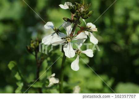 White flowers of arugula, a brassicaceae herb White flowers of arugula, a brassicaceae herb 102357707