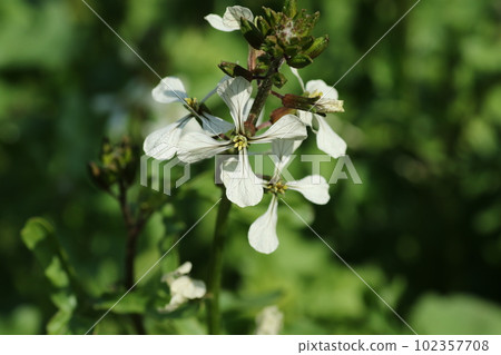 White flowers of arugula, a brassicaceae herb White flowers of arugula, a brassicaceae herb 102357708