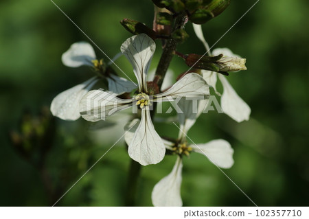 White flowers of arugula, a brassicaceae herb White flowers of arugula, a brassicaceae herb 102357710