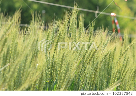 Wheat field with blue ears Ears of wheat Wheat field with blue ears Ears of wheat 102357842