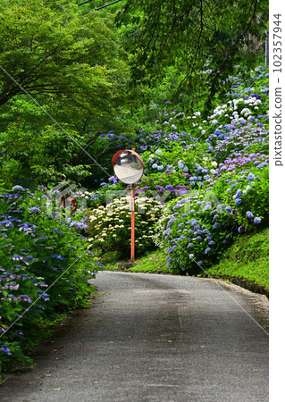 Hydrangea at Bunpo-ji Temple 102357944