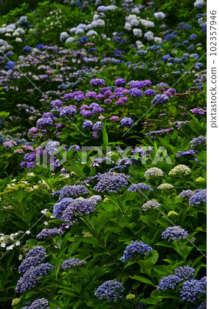 Hydrangea at Bunpo-ji Temple Hydrangea at Bunpo-ji Temple 102357946