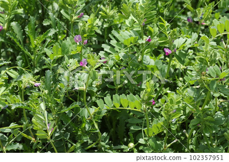 Vetch, a small purple flower that blooms in the field Vetch, a small purple flower that blooms in the field 102357951