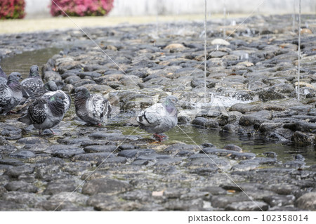 A pigeon drinking water from a fountain in Kikko Park 102358014