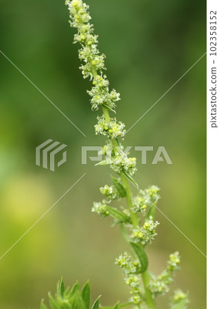 The spinach flowers that even the tower bloomed in spring 102358152