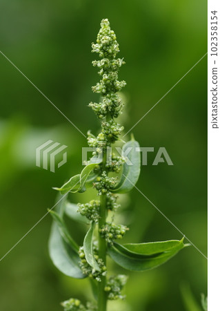 The spinach flowers that even the tower bloomed in spring 102358154