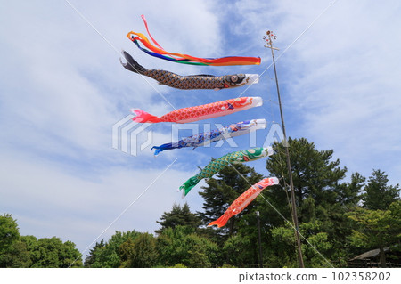 鯉魚飄飄藍天五月 鯉魚飄飄藍天五月 102358202