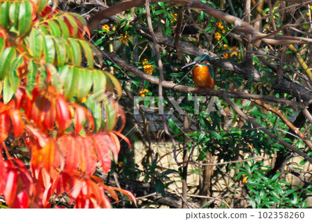 jade in autumn 102358260