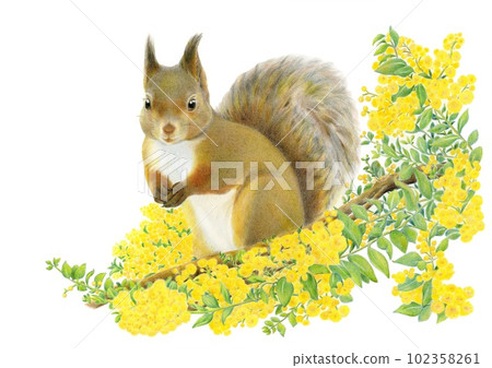 Squirrel and mimosa tree hand-drawn colored pencil drawing 102358261